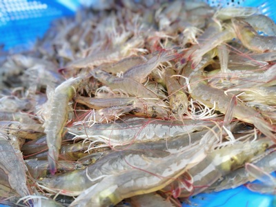 九原區(qū)特色種植養(yǎng)殖點(diǎn)亮鄉(xiāng)村振興新畫卷