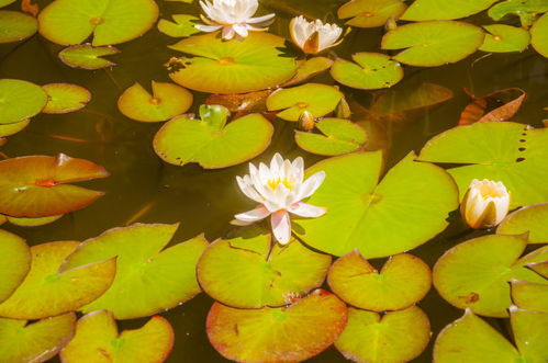 有益菌在水產養殖中真的有作用嗎