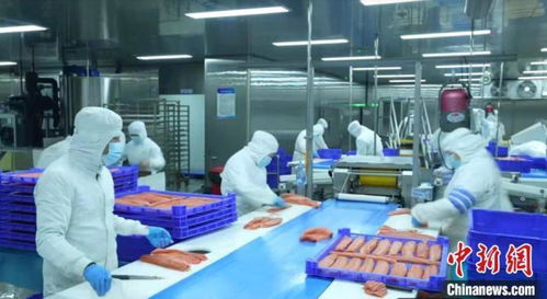 新疆產(chǎn)三文魚(yú)暢銷國(guó)內(nèi)外市場(chǎng)