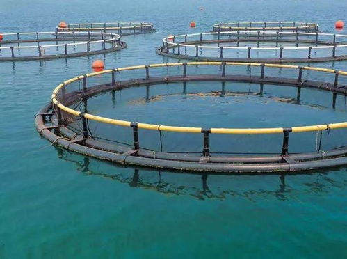 高考放榜 大廠大裁員,水產(chǎn)企業(yè)瘋狂搶人 年薪百萬(wàn)不是夢(mèng) 填志愿別錯(cuò)過(guò)了水產(chǎn)專業(yè)