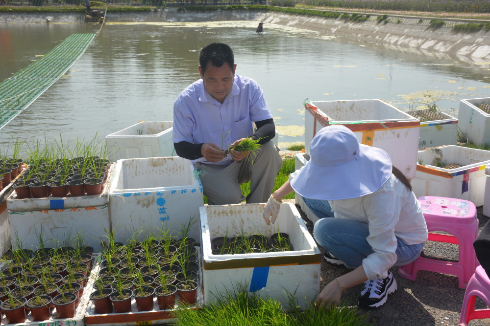 魚塘種稻,藏糧于&ldquo;水&rdquo;,稻漁綜合種養(yǎng)技術&ldquo;輕騎兵&rdquo;在行動