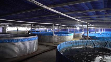 武漢海鮮陸?zhàn)B項(xiàng)目開工 年產(chǎn)石斑魚超50萬斤，推動水產(chǎn)養(yǎng)殖技術(shù)研發(fā)