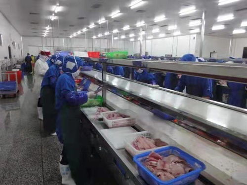 化州全力推動羅非魚產(chǎn)業(yè)由大市轉(zhuǎn)向強(qiáng)市，助力農(nóng)家樂休閑觀光服務(wù)升級