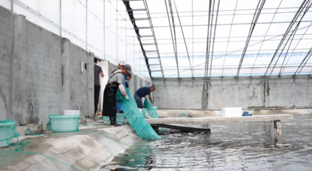 對蝦畝均產(chǎn)量提升60倍，三門養(yǎng)殖基地靠什么？