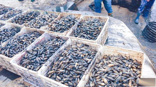 一畝地賺1.2萬 不斷學習先進技術，水產養殖增收增產之道