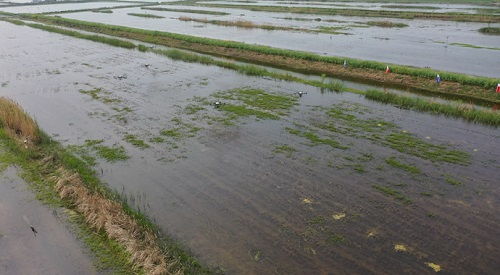 科技賦能，泗洪水產(chǎn)養(yǎng)殖迎發(fā)展新機(jī)遇